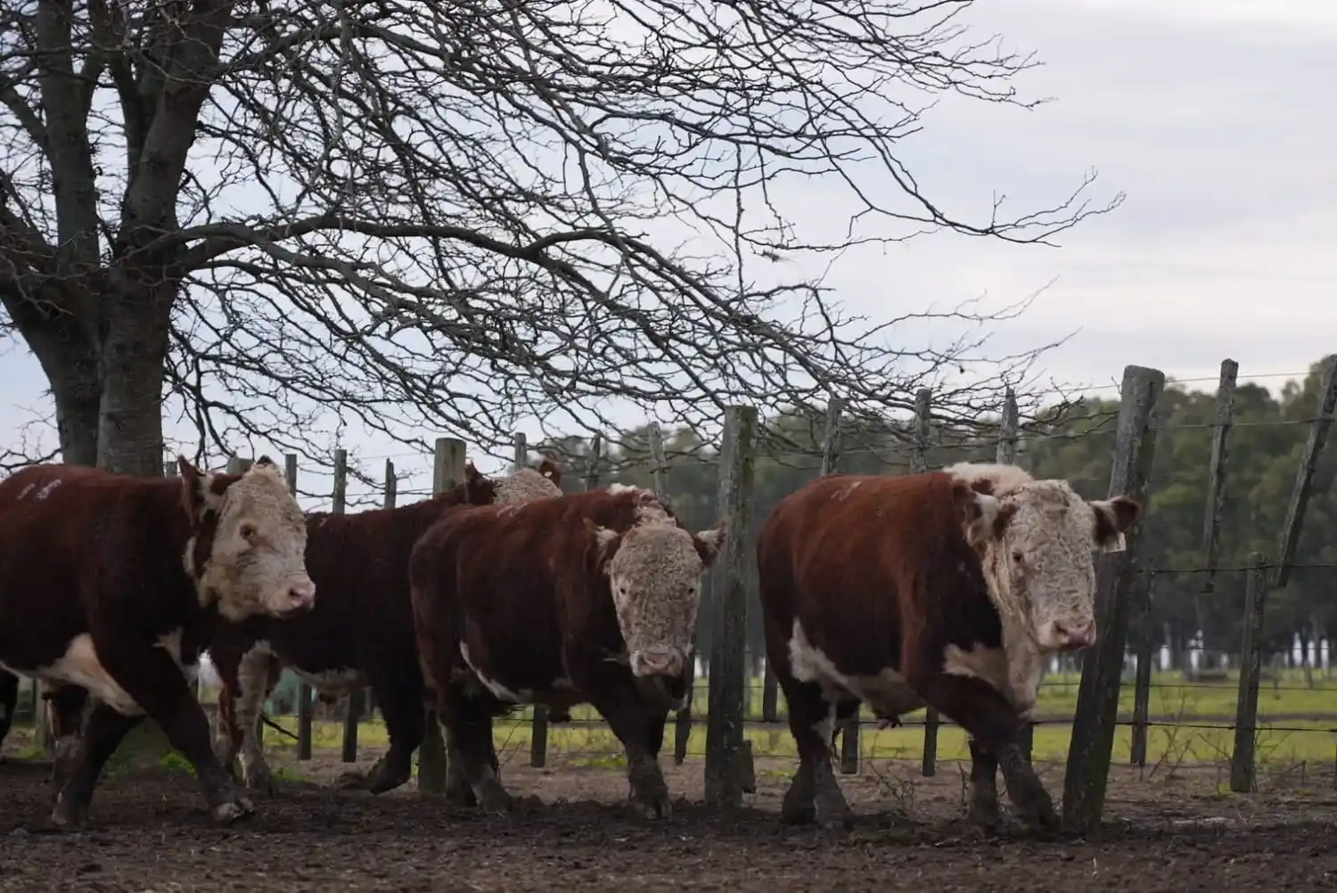 Finalizó la Sexta Prueba Pastoril Hereford Bonaerense Sudeste en el INTA Cuenca del Salado
