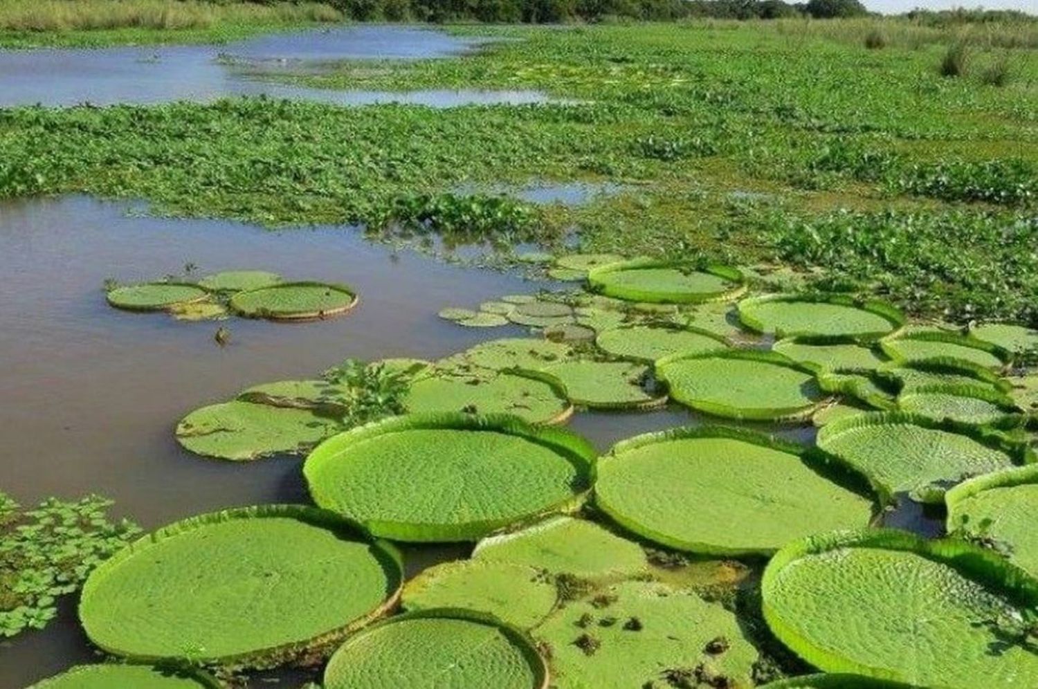 “Posibilita el desarrollo de la vegetación con lo cual tiende a reconstituirse la cadena trófica (alimenticia). La recuperación de la flora posibilita que también se comience a recuperar la fauna y con ello el normal funcionamiento del humedal”, afirmó.