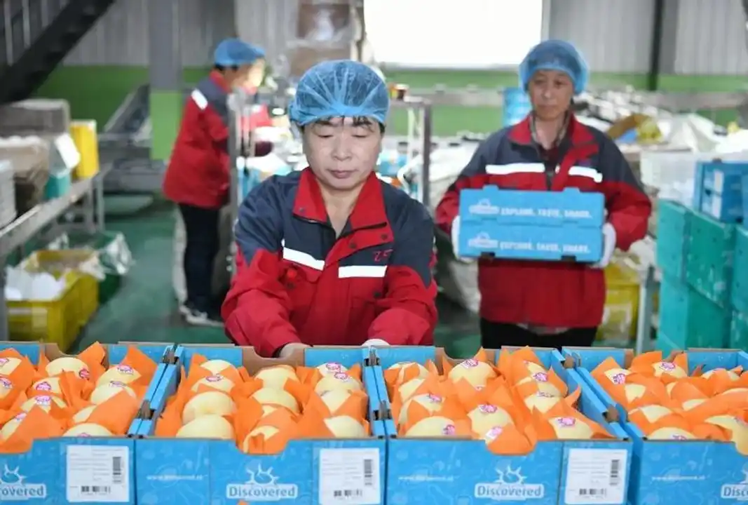 Peras, de China a la Argentina