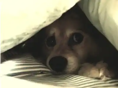 Denuncian que un hombre violó a una perra en una plazoleta 