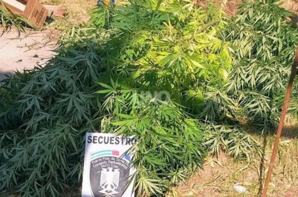 Santo Tomé: realizaron una denuncia por robo y les terminaron secuestrando marihuana