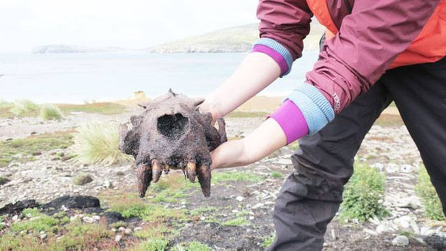 Los humanos prehistóricos se adelantaron a los europeos al colonizar las Islas Malvinas siglos antes