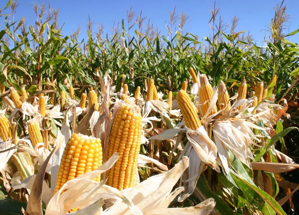 Maíz: un año para fertilizar y mejorar los rindes
