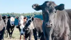 Con una suba del 11,85% las vacas conserva lideraron los precios de enero en las Rurales de la provincia