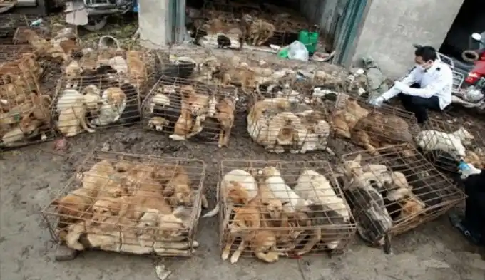 Vietnam sacrifica 5 millones de perros por año para comérselos