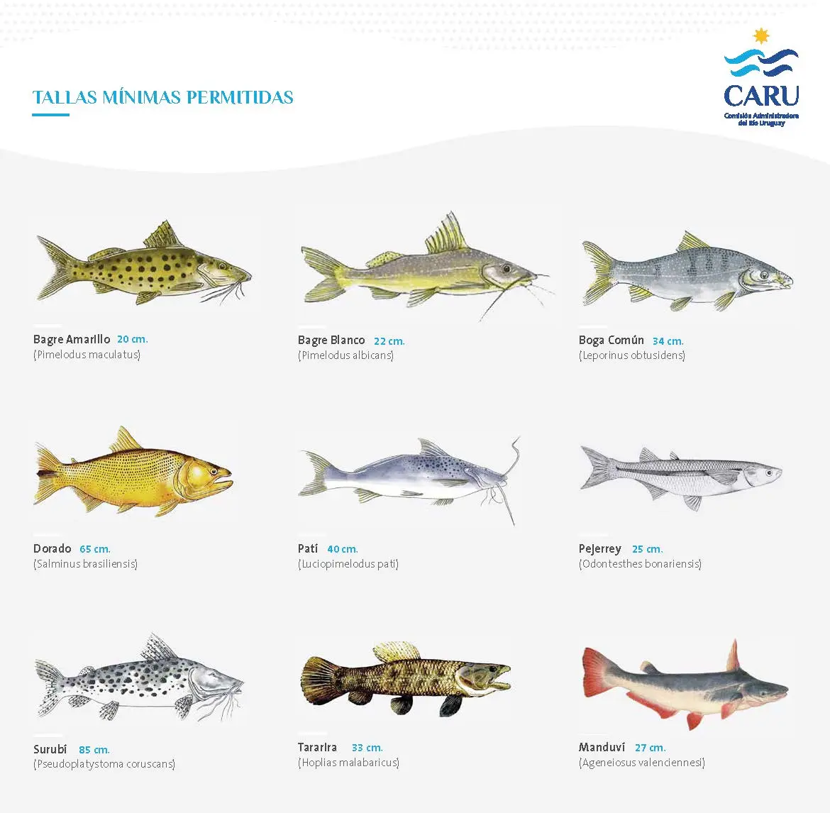CARU destaca la importancia de respetar la talla mínima de pesca