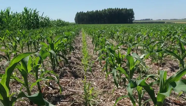 Santa Fe Siembra Más: El programa para incrementar la siembra y aumentar la exportación