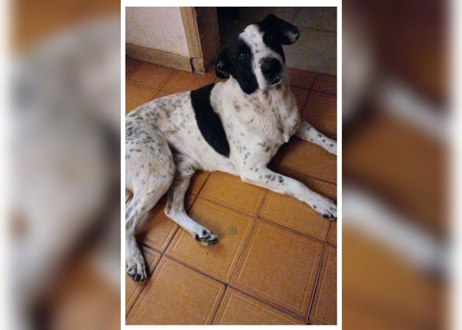 Buscan a Charly