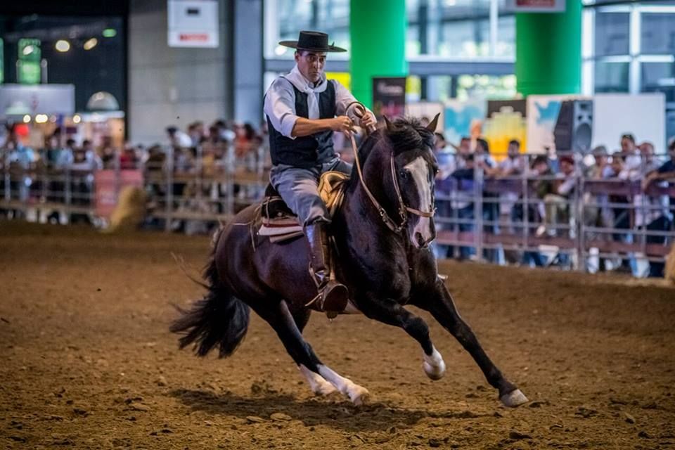 Nuestros Caballos: los mejores ejemplares del país llegan a La Rural
