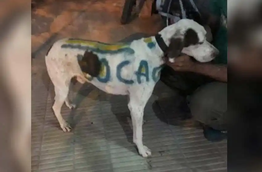 Un animal: pintó a su perro con los colores de Boca