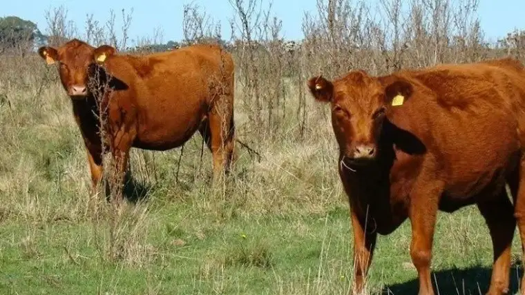Cae la oferta de carne para consumo interno y exportación en el comienzo de año