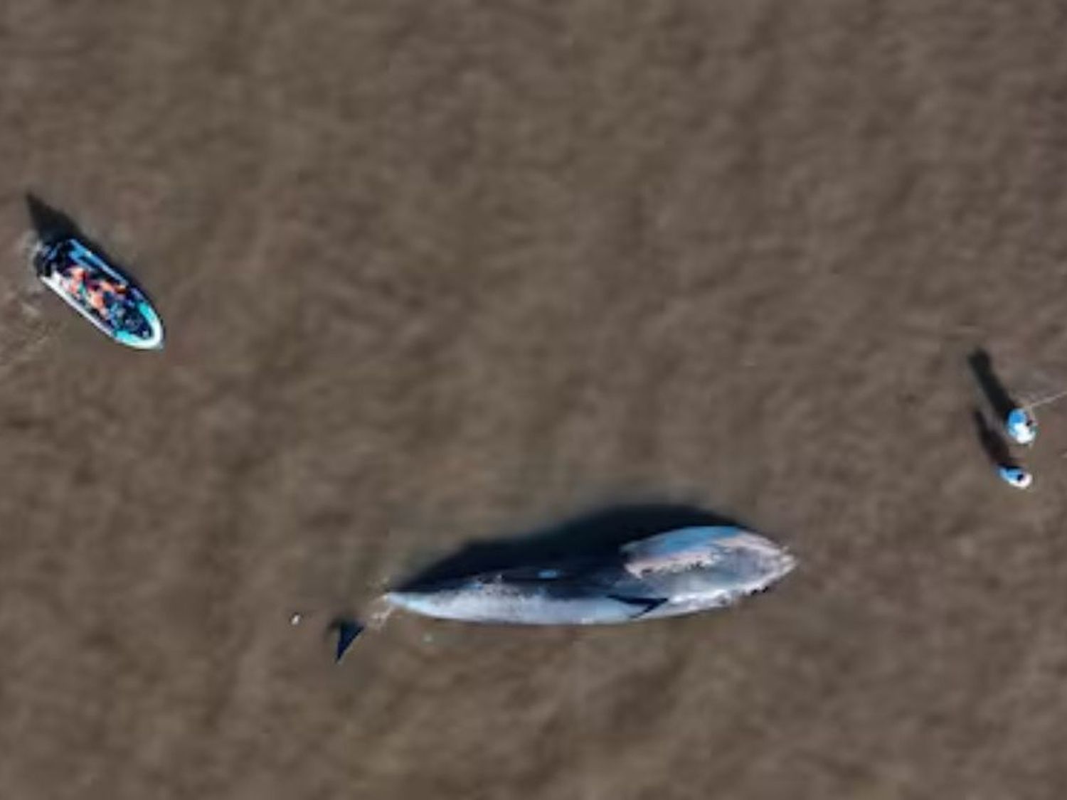 El animal marino era un infante que se separó de su mamá