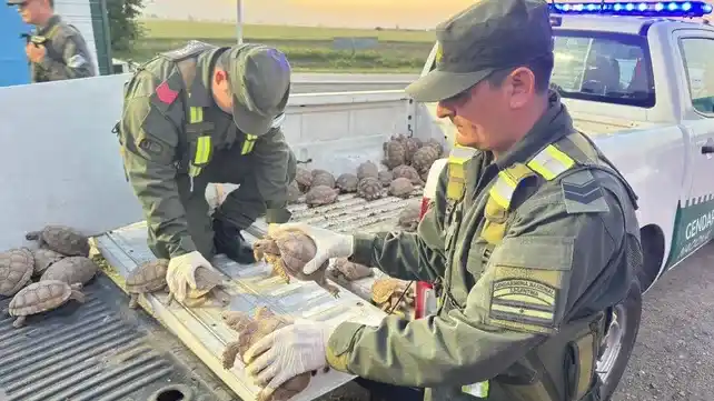 Gendarmería rescató en la Ruta Nacional 34 más de 160 tortugas ocultas en un camión que transportaba cebollas