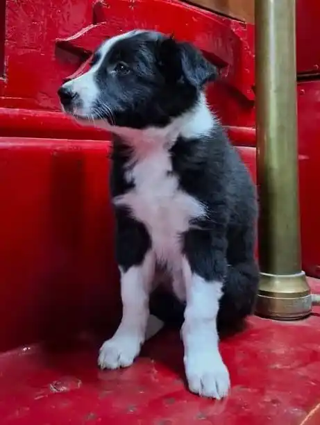 Bonnie, nuevo ejemplar canino que será entrenada para buscar personas vivas-