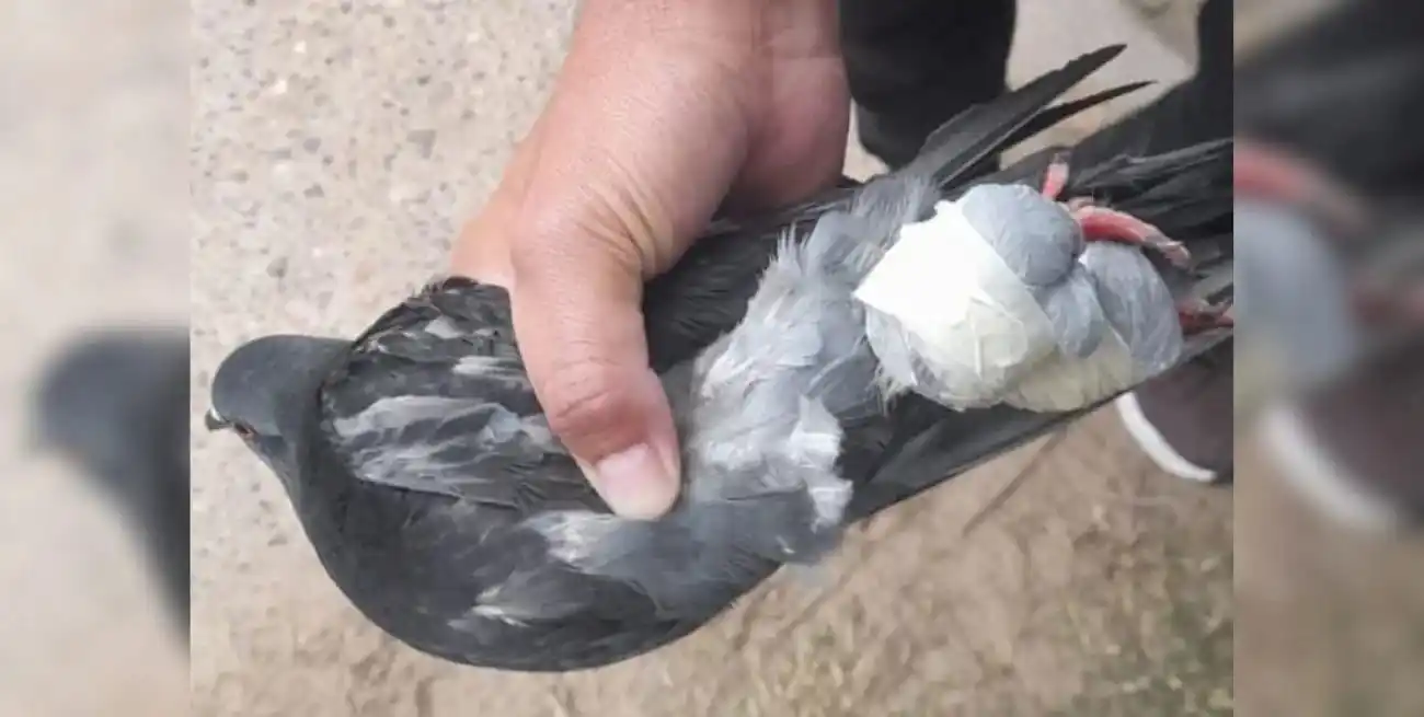 Se determinó que se trataba de marihuana en una cantidad aproximada a los 50 gramos.