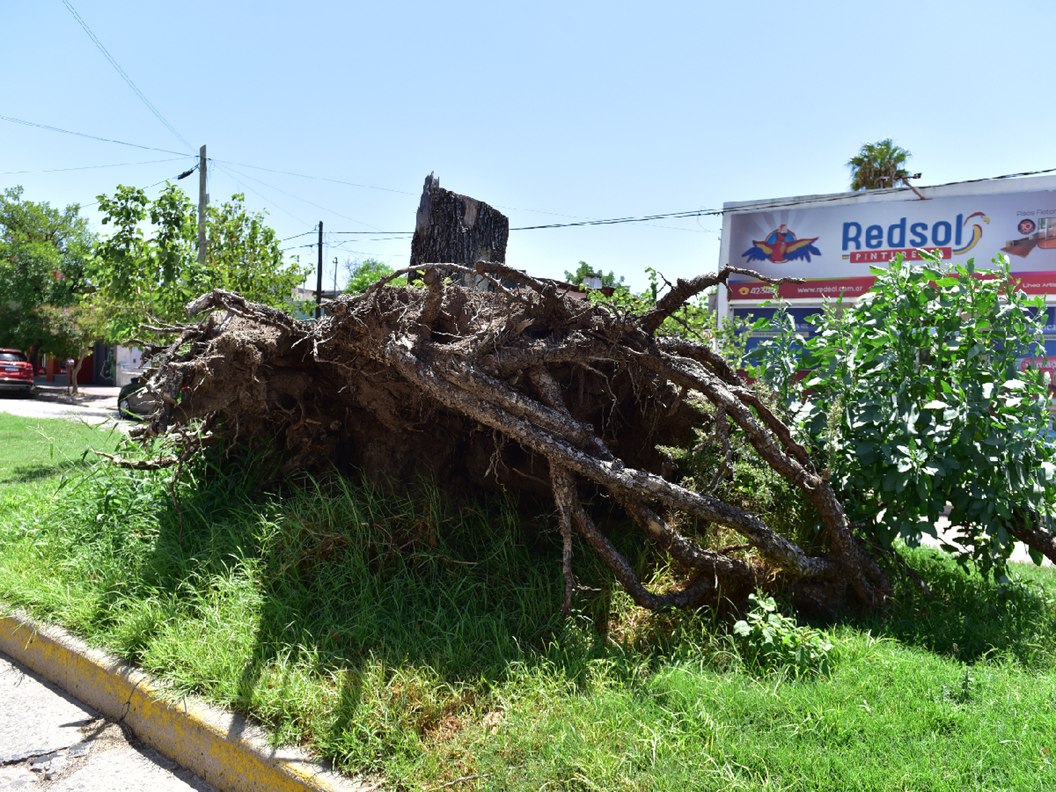 A retirar y reforestar   