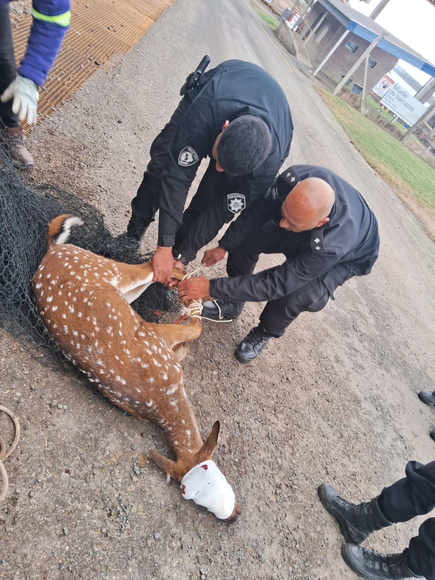 El ejemplar fue trasladado por personal de la Brigada Ecológica y Rescate Animal