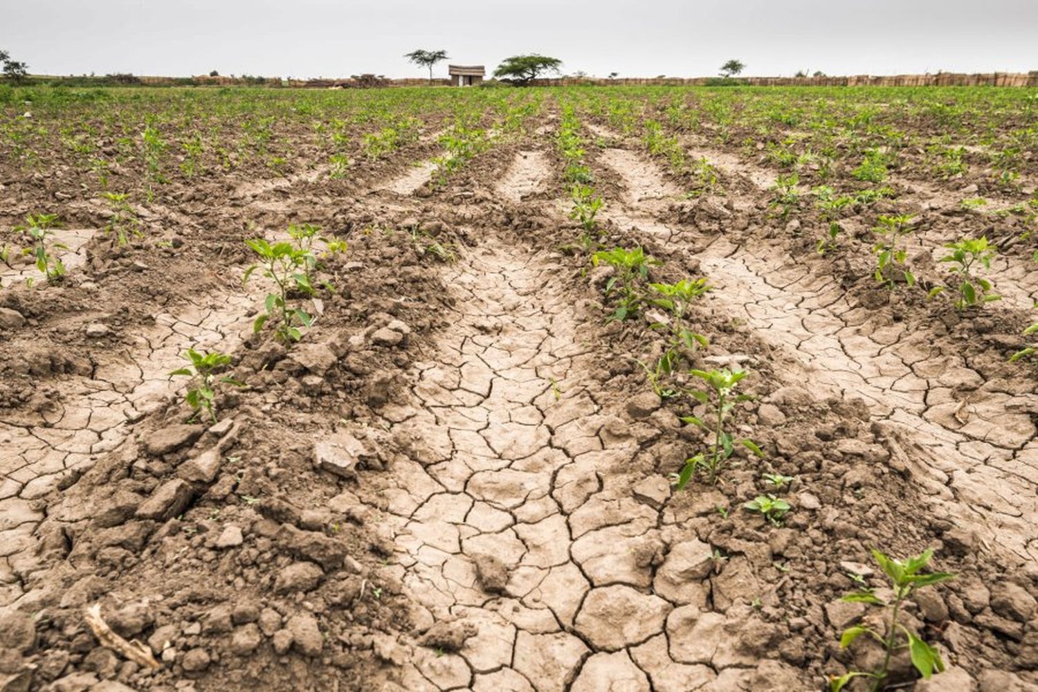 Agricultura prorrogó excepcionalmente los embarques de trigo por la sequía