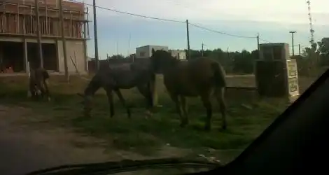 “Caballos sueltos, como de costumbre”