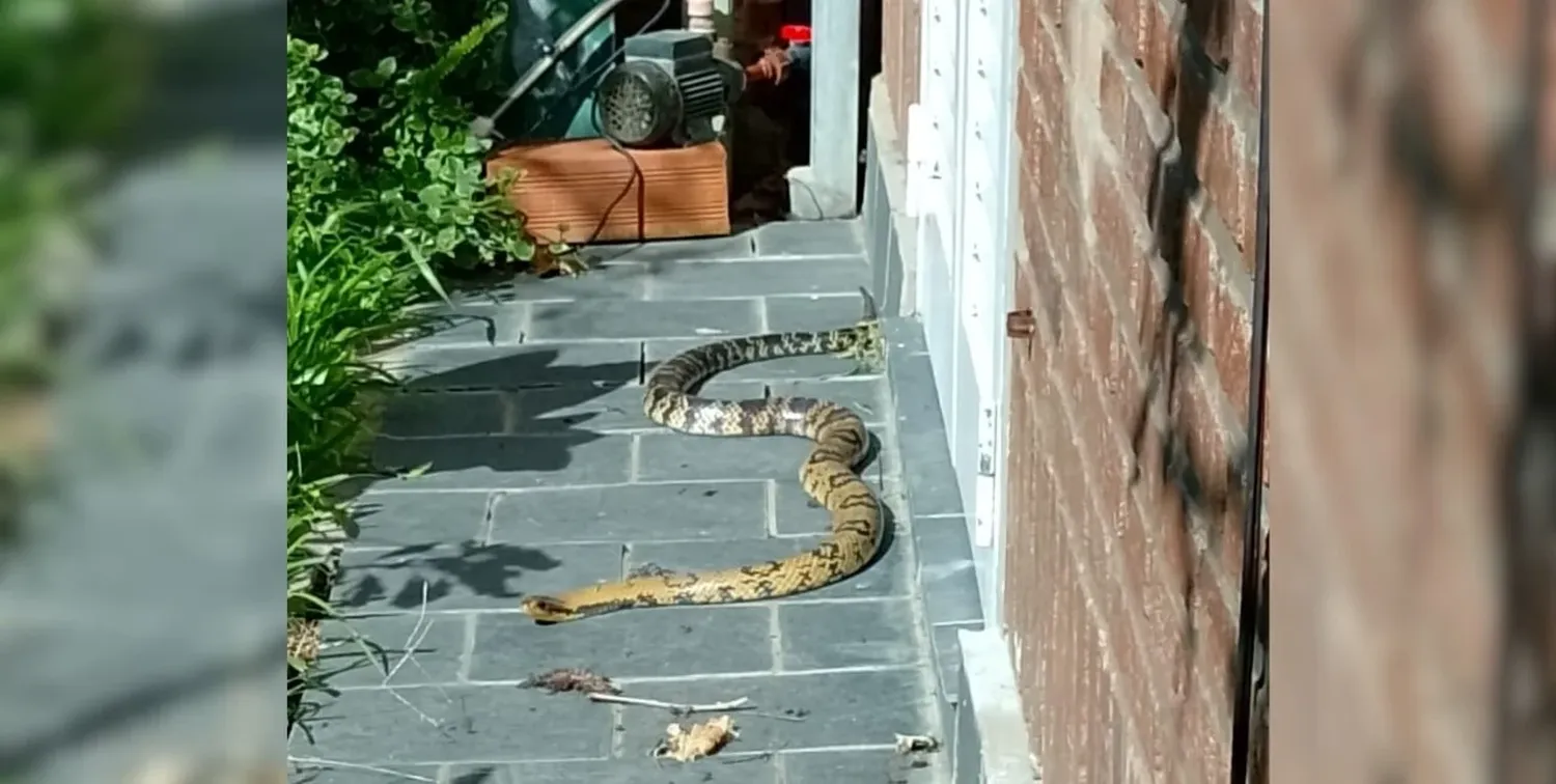 La víbora en el patio de una casa del noreste de la ciudad de Santa Fe.