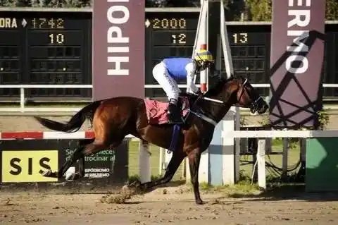 Tetaze fue elegido como el caballo del año 2020 