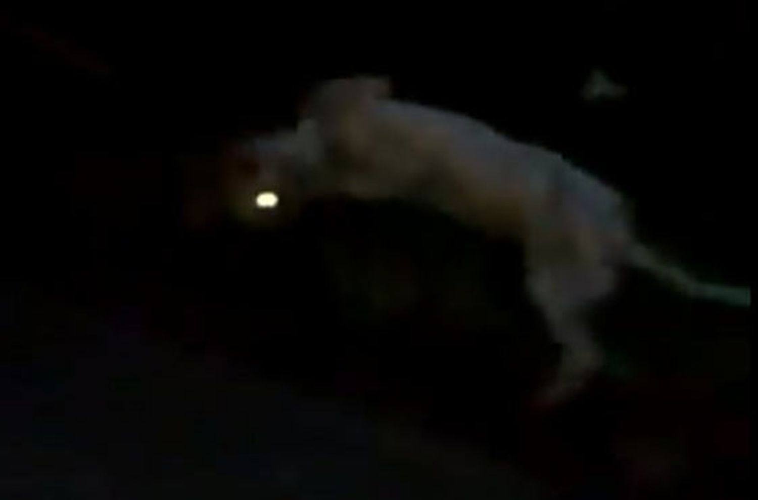Denuncian a un empleado de seguridad por maltratar a un perro