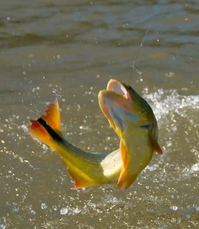 Ampliaron las restricciones de pesca en el río Uruguay