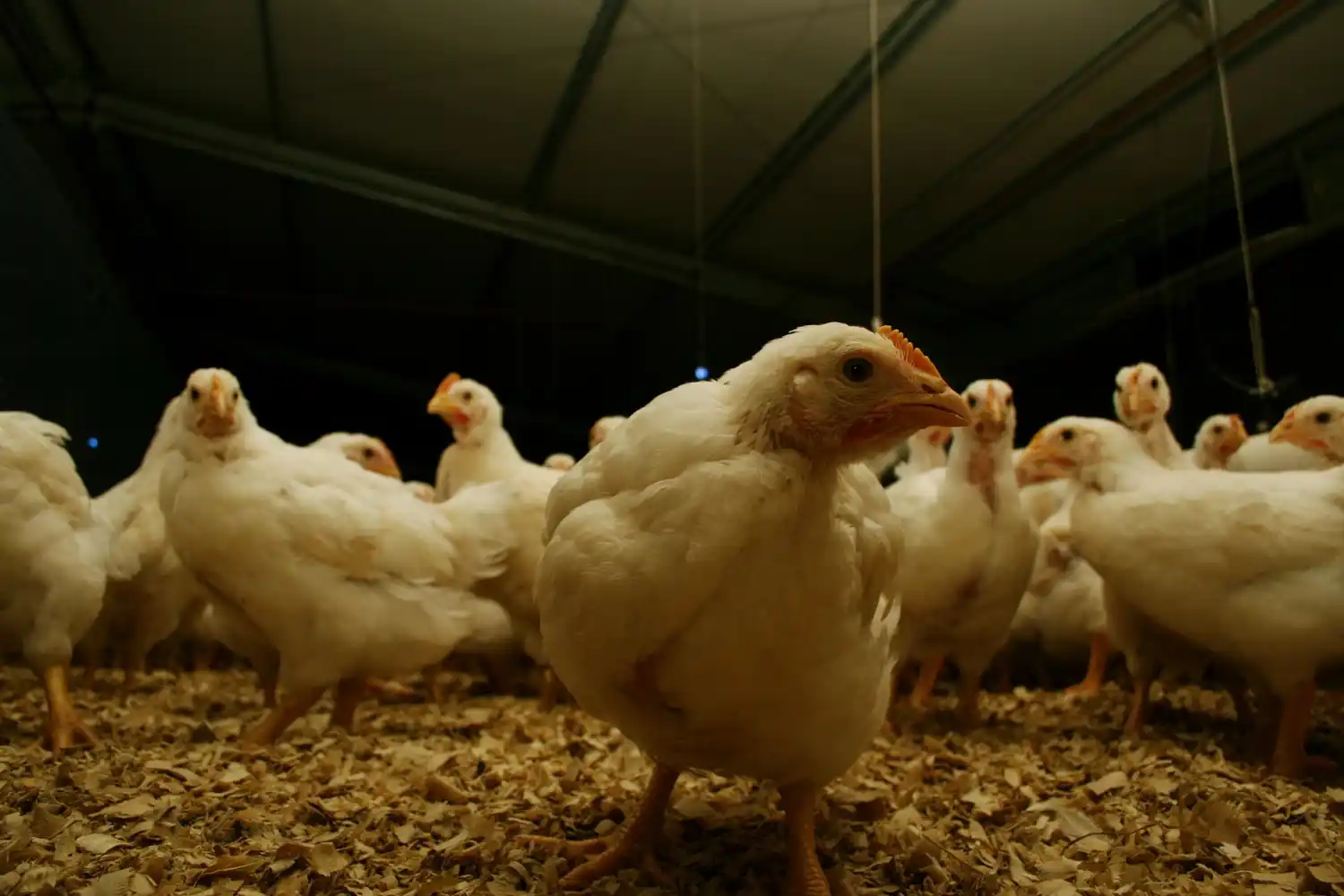 Una vez finalizadas las tareas sanitarias en los establecimientos afectados, el país avanzó con la autodeclaración de libre de la enfermedad.
