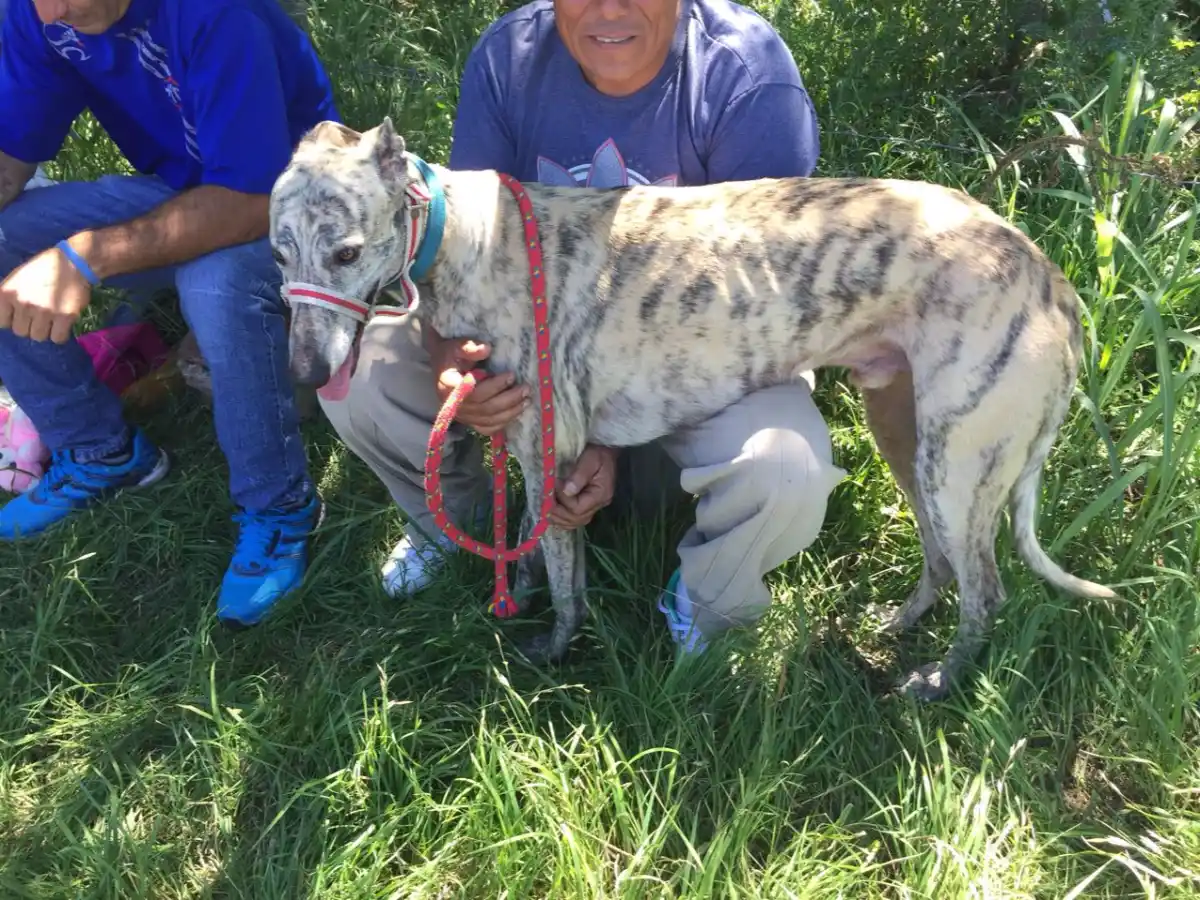 Policía impide carrera de galgos y detiene a dos personas 