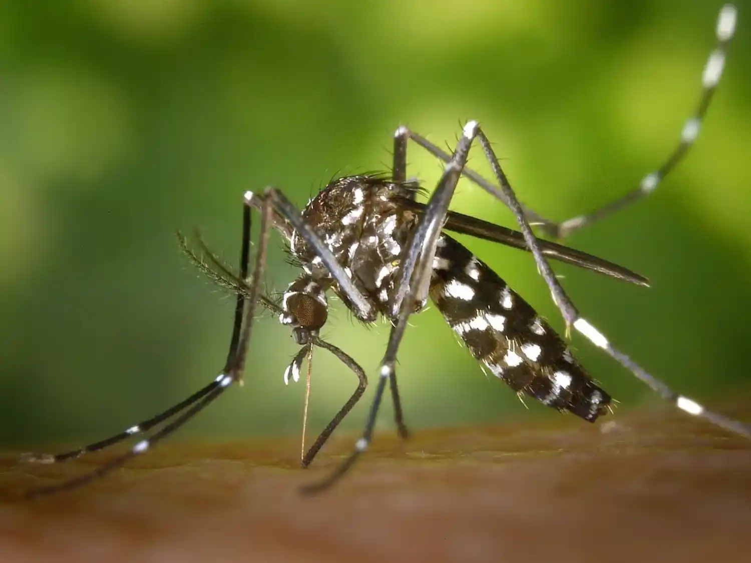 Colombia reactiva alerta por fiebre amarilla y refuerza llamado a la vacunación