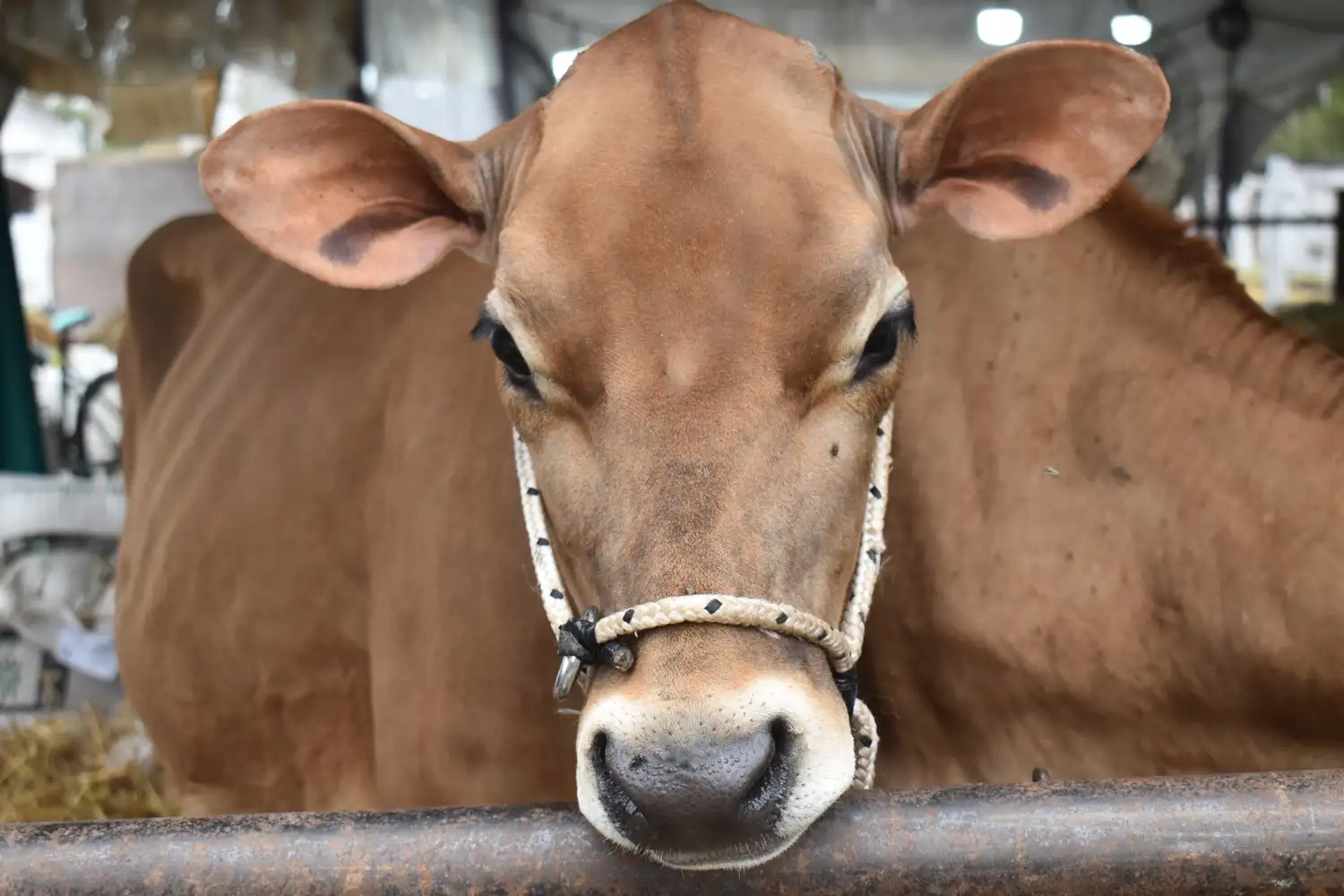 Nogoyá presentó en Buenos Aires la Expo Provincial de la Leche 2026