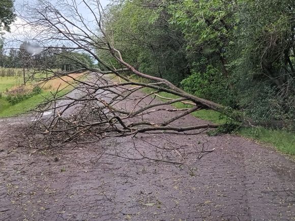 Tormenta de lluvia y viento: cayeron árboles y postes del tendido de cables