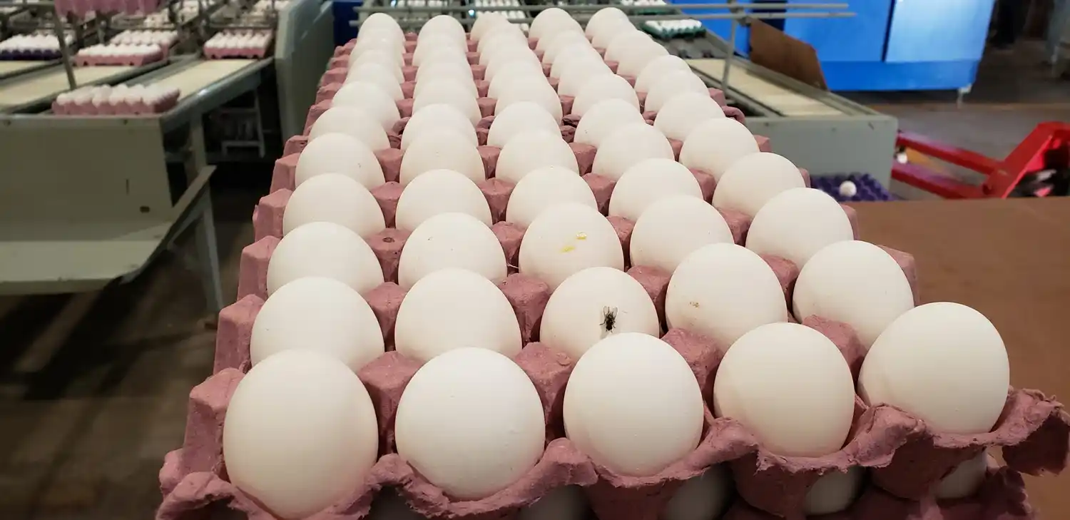 ¿Por qué se habla del precio del huevo?