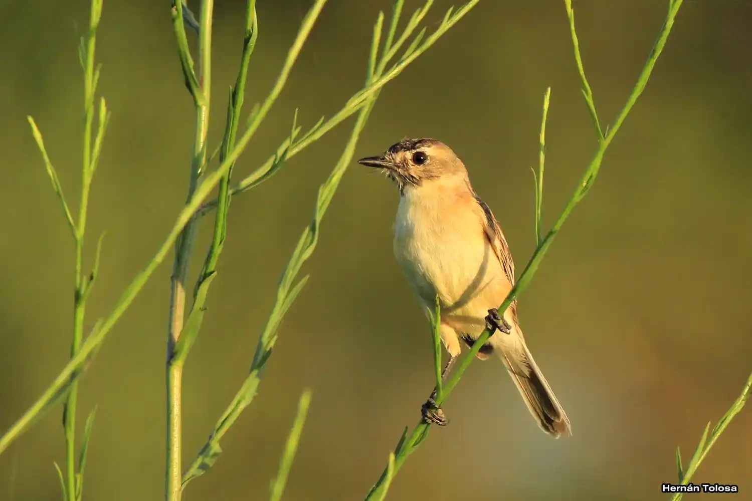 Una guía para descubrir la magia de los pájaros bonaerenses