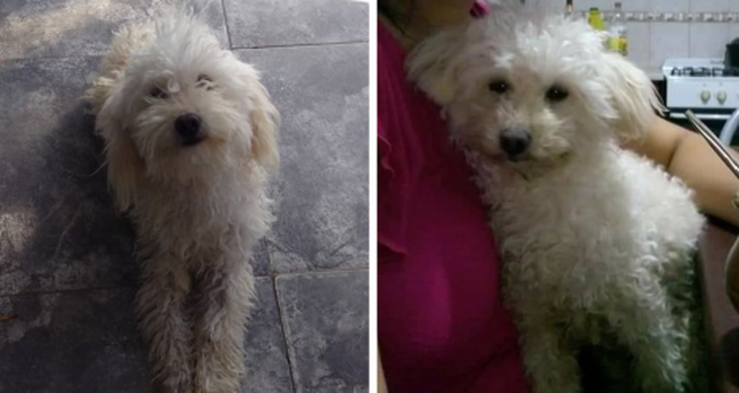 Lolo está perdido y lo buscan