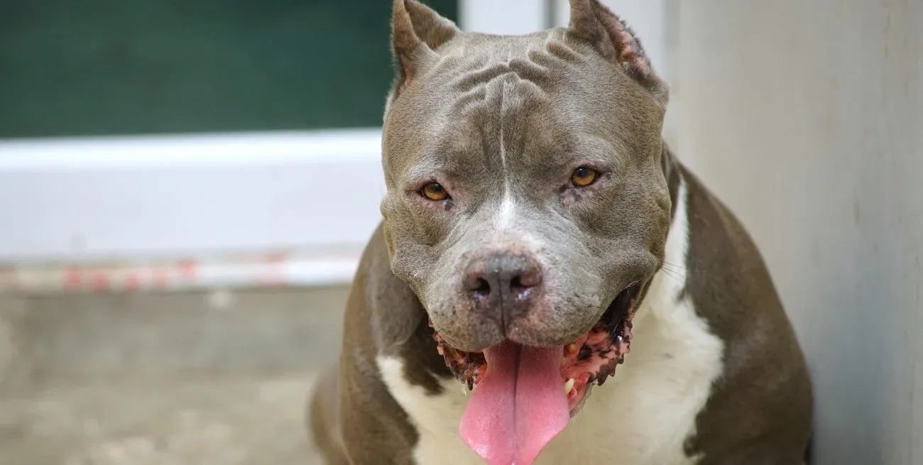 Un niño de 8 años fue agredido por su propio perro de raza pitbull