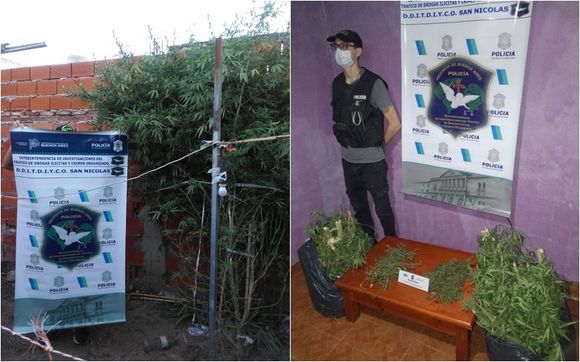 Publicó en redes sociales que cosechó marihuana, la allanaron y encontraron una planta cercada con un boyero eléctrico
