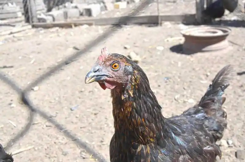 Acciones por detección de influenza aviar
en aves de traspatio en colonia El Alba