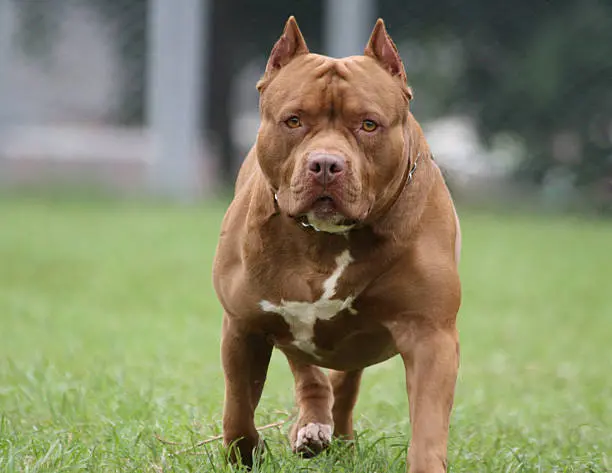 Terrier Americano, popularmente conocido como Pitbull.