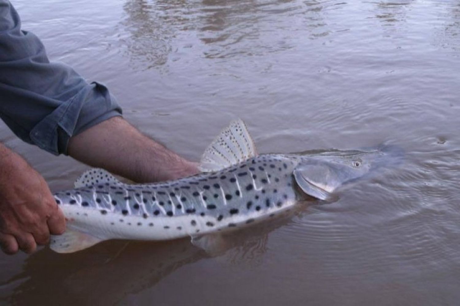 Comienza a regir la veda de pesca del surubí: todo lo que tenés que saber