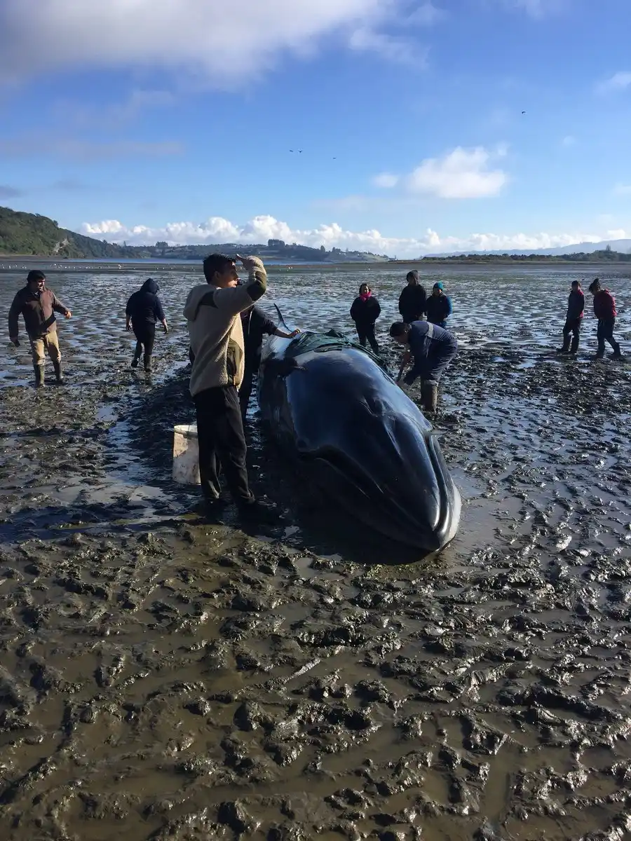 Chile: lucha contrarreloj para salvar a una ballena varada en Chiloé