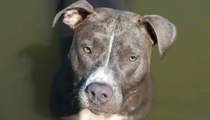 Golpeaba a su mujer y su perro lo atacó para defenderla