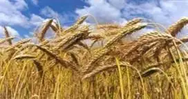 La calidad del trigo estuvo condicionada por la escasa utilización de tecnología