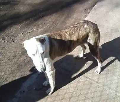 Kiara aun busca hogar