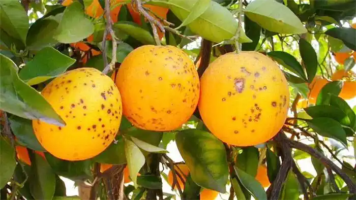 El INTA alertó por  la plaga denominada �Smancha negra⬝  en cítricos