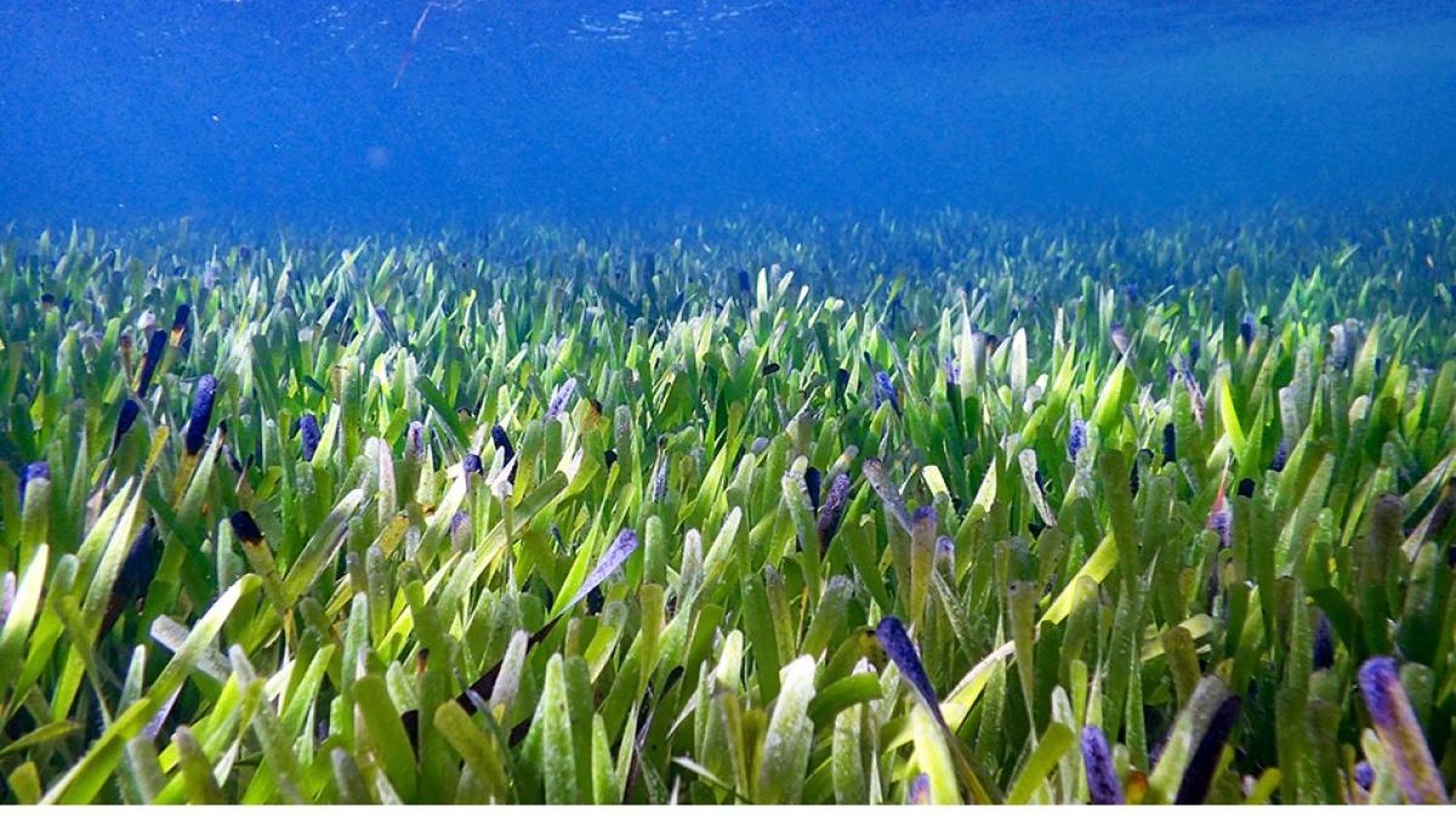 La planta más grande de la Tierra mide 180 kilómetros