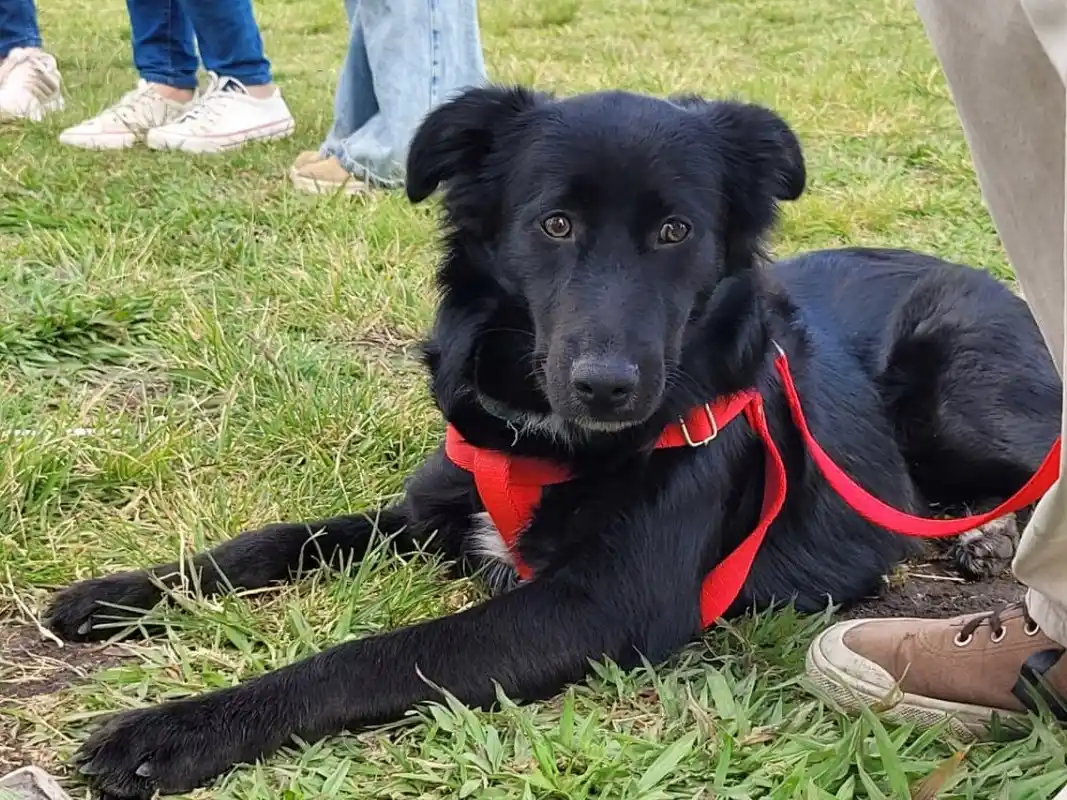 Realizarán castraciones gratuitas de perros y gatos durante la semana que viene