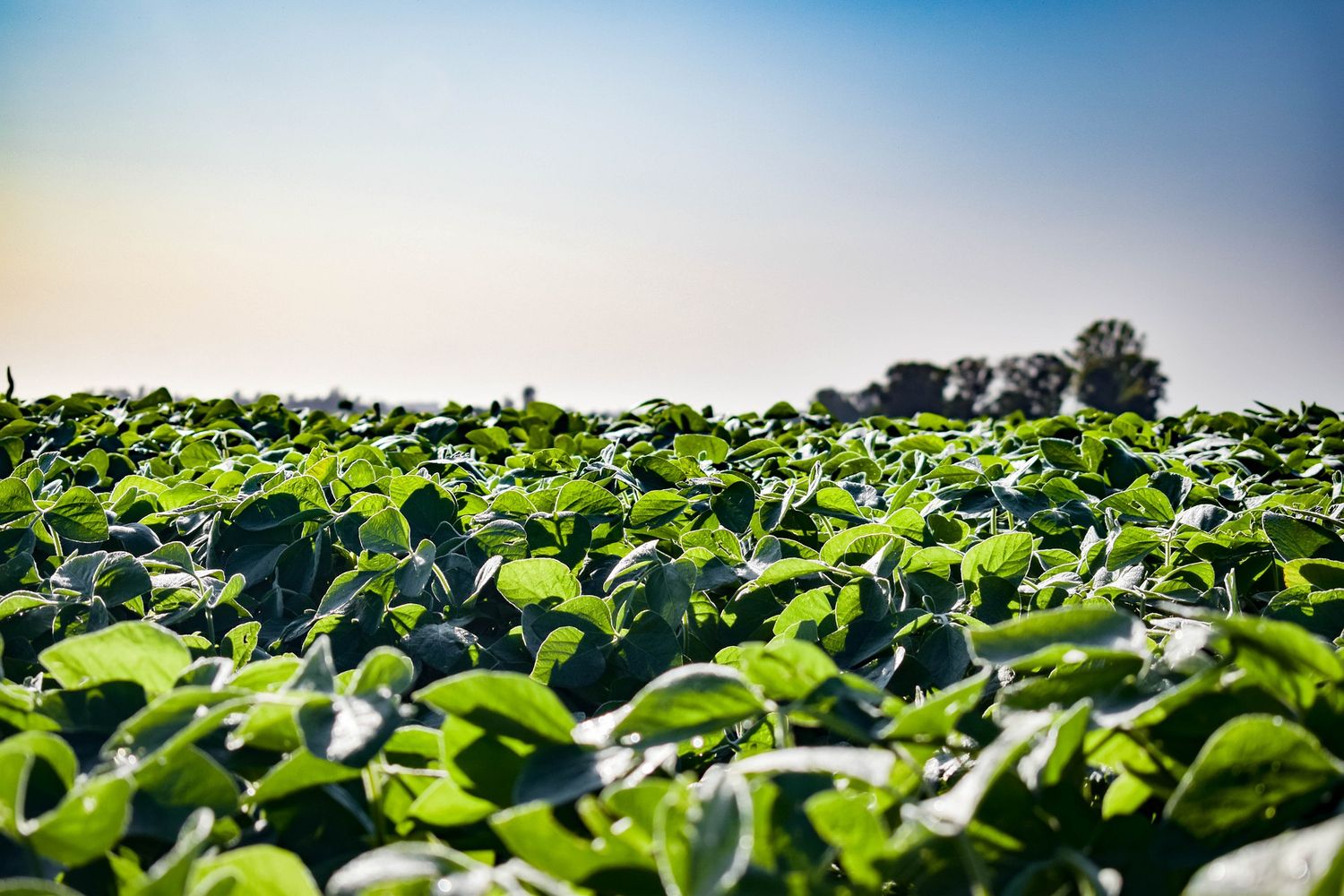Nutrir la gruesa tras perder la fina