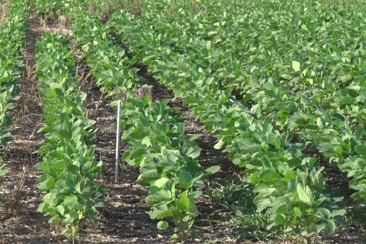 Especialistas analizan pronósticos agrícola que se viene