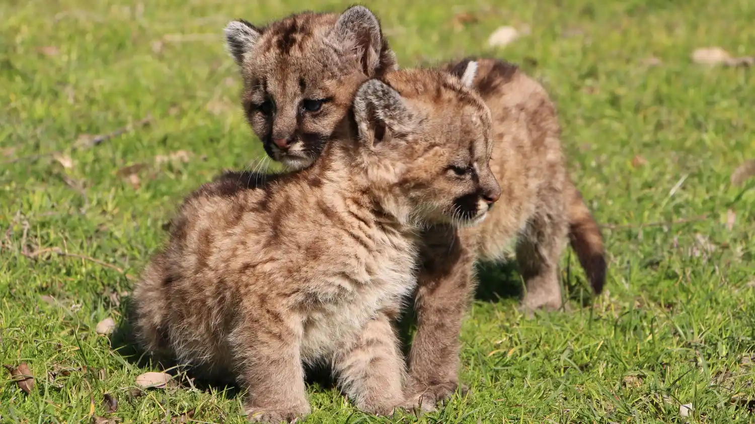Rescataron dos cachorros de puma en Las Palmeras